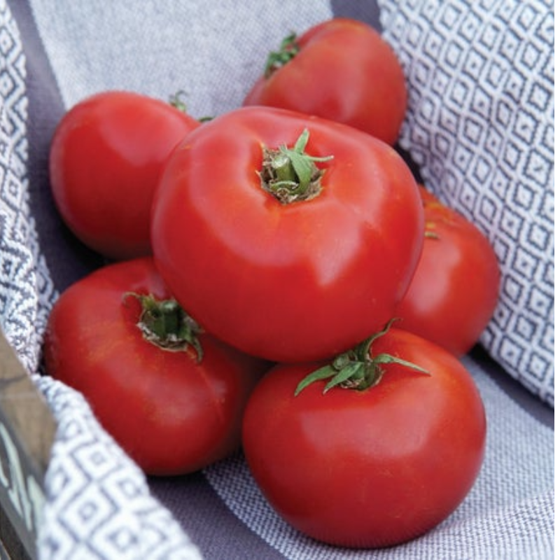 Siletz Tomato Main Image